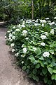 * Nomination: Hydrangea arborescens ssp. discolor 'Sterilis' at Dunham Massey Hall --Mike Peel 12:30, 11 August 2023 (UTC) * * Review needed