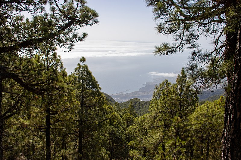 File:At La Palma 2020 346.jpg