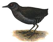 Gruiformes: Caratteristiche, Sistematica, Tassonomia