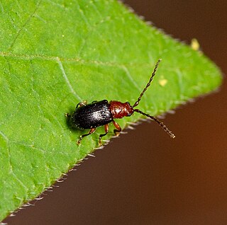 <i>Aulacothorax</i> Genus of flea beetles