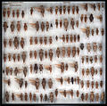 File:Australian National Insect Collection - Buforaniidae - ZooKeys-209-147-g007.jpeg