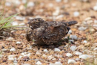 Least nighthawk Species of bird