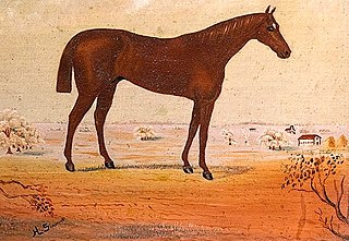 <span class="mw-page-title-main">Baden-Baden (horse)</span> American-bred Thoroughbred racehorse