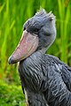 * Nomination Shoebillat Weltvogelpark Walsrode. --Fiorellino 21:46, 23 May 2011 (UTC) * Promotion Good quality. --Saffron Blaze 23:39, 23 May 2011 (UTC)