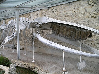 Skeleto de baleno en Luc-sur-Mer