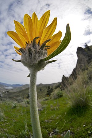 Balsamorhiza saggitata at Saddlerock in the Wenatchee foothills, Chelan County Washington
