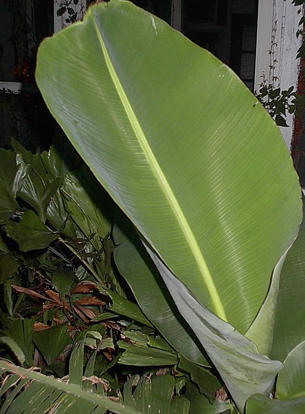 File:Banana-leaf-1.JPG