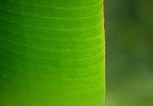 Banana leaf - Flickr - GeorgeTan ^2...thanks for millionth support.jpg