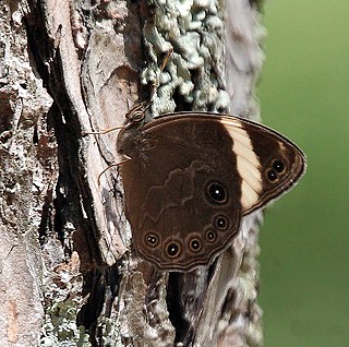 <i>Lethe</i> (butterfly) genus of insects