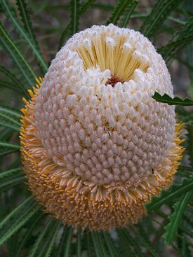 Banksia hookeriana 01 gnangarra.jpg