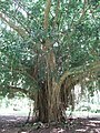 Ficus benghalensis Banyan (national tree)