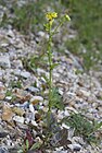Barbarea vulgaris marais-belloy-sur-somme 80 26042007 2.jpg