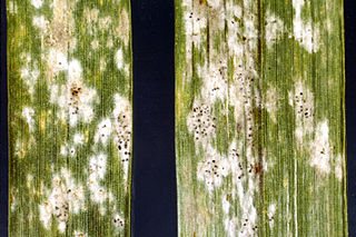 <i>Blumeria graminis</i> Fungal pathogen of wheat, barley, rye...