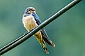 Barn Swallow Hirundo rustica, Nepal.jpg