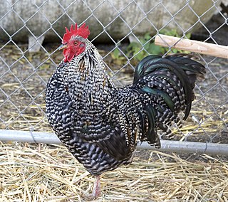 Plymouth Rock chicken American breed of domestic chicken