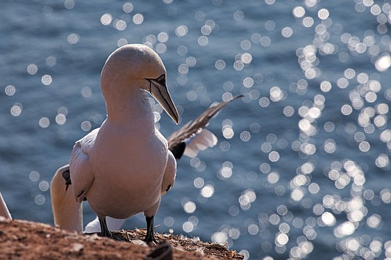 Northern gannet