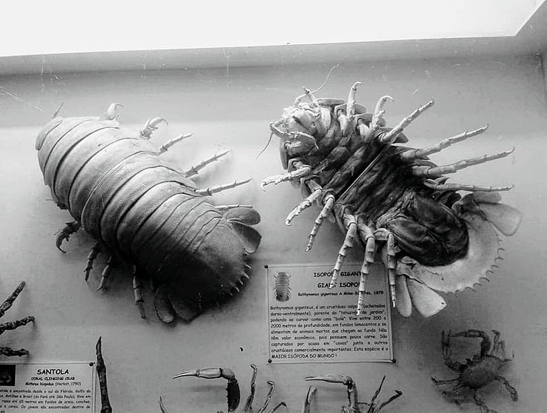 File:Bathynomus giganteus A. Milne-Edwards, 1879 in Museu do Mar (Sea Museum), Santos, SP, Brazil.jpg