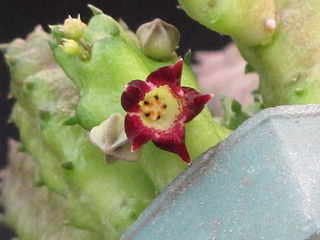 Baynesia lophophora