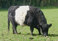 Belted Galloway cow J4.jpg