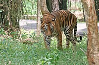 बन्नेरघट्टा में बंगाल बाघ