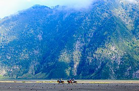 Berkuda di Pasir Berbisik, Bromo