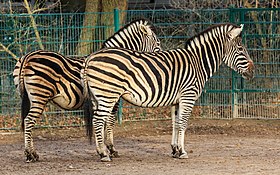 Berlin Tierpark Friedrichsfelde 12-2015 img14 Chapman zebra.jpg