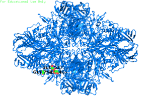 The image on the left is a ribbon diagram of beta-galactosidase displaying the location of Glu 461, Glu 537, and Gly 794. The image on the right is a zoomed in version showing the interaction between the amino acids.