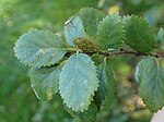 Thumbnail for File:Betula humilis kz15.jpg