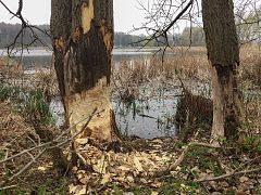 Sal-Weide mit Biberbiss am Sahlweidenteich im Landschaftsschutzgebiet Lübschützer Teiche - Tresenwald im Landkreis Leipzig