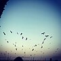 Thumbnail for File:Birds by hoda.jpg