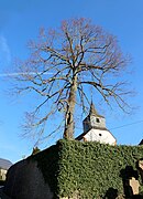 Linde auf dem Friedhof