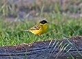 Motacilla flava feldegg, Male