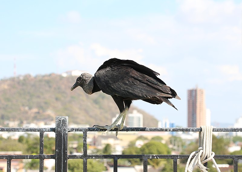 File:Black vulture in Cartagena 04.jpg