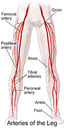 Arteries of the leg.