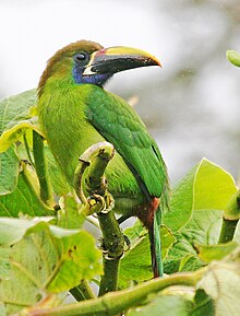 in the Monteverde Cloud Forest, Costa Rica Blue-throated Toucanet JCB 2.jpg