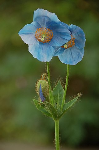 <i>Meconopsis</i> Genus of flowering plants in the poppy family Papaveraceae