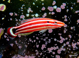 Crescent-tail hogfish