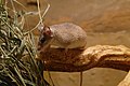 English: Asia Minor spiny mouse (Acomys cilicicus) in Prague Zoo Čeština: Myš kilikijská či Bodlinatka turekcá (Acomys cilicicus) v Zoo Praha