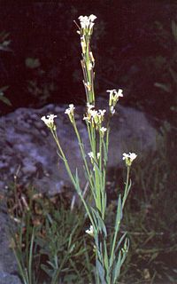 <i>Boechera stricta</i> species of plant