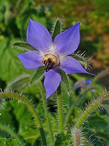 Borago officinalis Flower