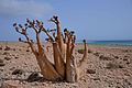 Bottle Tree, Socotra Island (24122881983).jpg