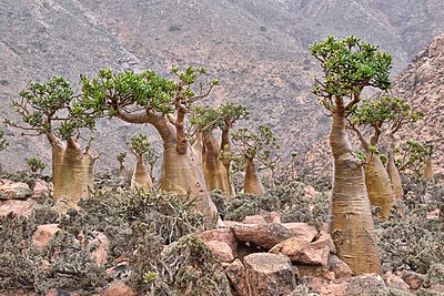 Many unusual plant species, such as these bottle trees (Adenium obesum), bring conservation attention to Socotra but are not traditionally utilized by the local population.