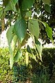 Betulaceae -betula -bouleau(fr) -Birch