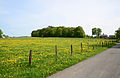 * Nomination Nature reserve Ammertenbühl, Key Code. HSK-505, Brilon, North Rhine-Westphalia, Germany --Malchen53 13:08, 12 May 2014 (UTC) * Decline  Oppose blown sky and lacking sharpness --A.Savin 15:11, 12 May 2014 (UTC)