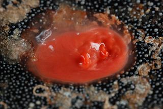 <i>Cnemidocarpa finmarkiensis</i> Species of sea squirt