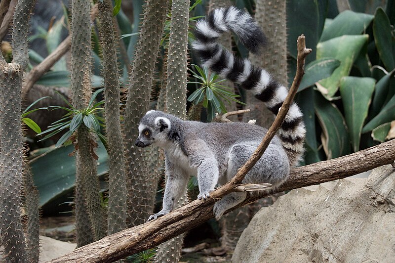 File:Bronx zoo, New York, USA (48713798146).jpg