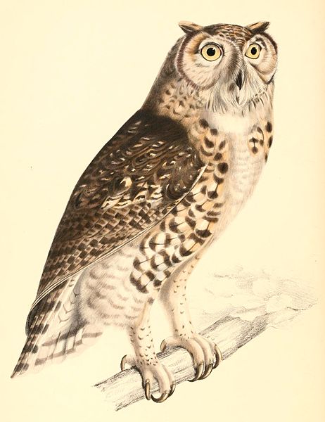 File:Bubo capensis 1838.jpg