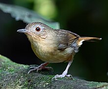 Buff-breasted Babbler 0A2A5484 (cropped).jpg