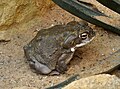 * Nomination Colorado River Toad. --Quartl 19:45, 19 October 2011 (UTC) * Decline for me the plant jusst above the head kills it. --Mbdortmund 21:06, 19 October 2011 (UTC)