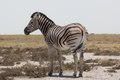 Zebra, Namibia